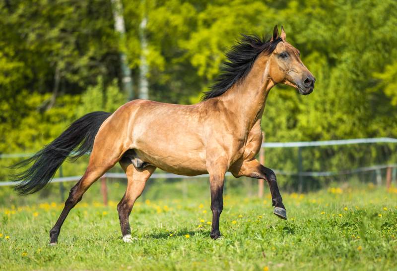 Golden bay Akhal-teke horse runs gallop on the meadow