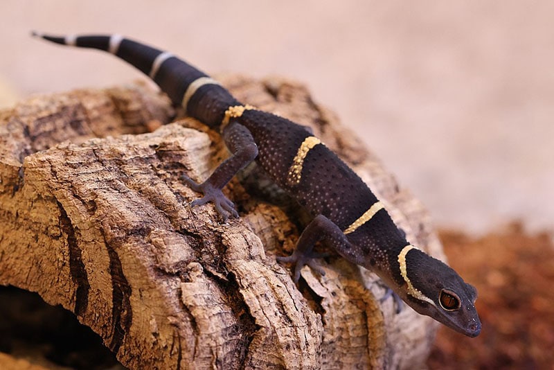 Hainan leopard gecko (Goniurosaurus hainanensis)