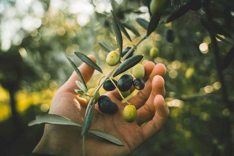 Hand picking green and black olives on tree branch