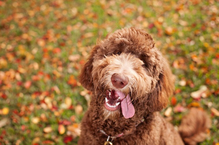 Happy Labradoodle Dog with Head Tilt and Tongue Out Looking at Camera