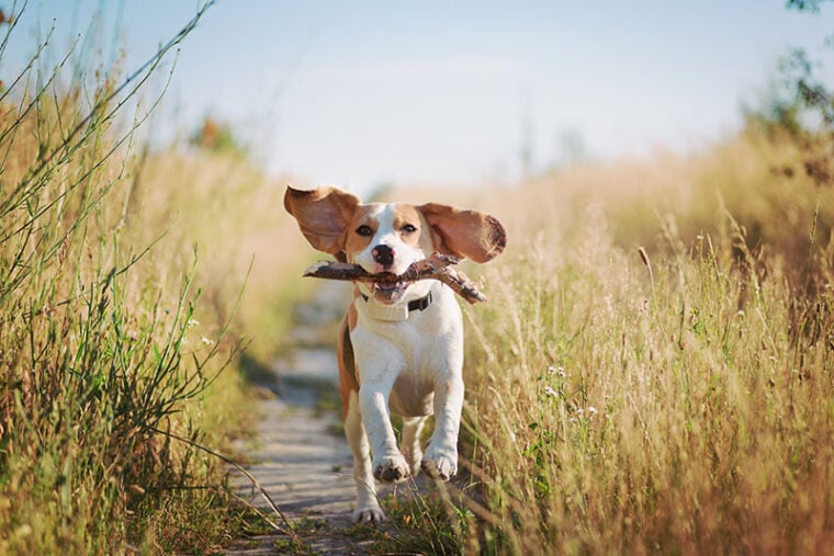 Happy beagle dog with flying ears running outdoors with stick in mouth