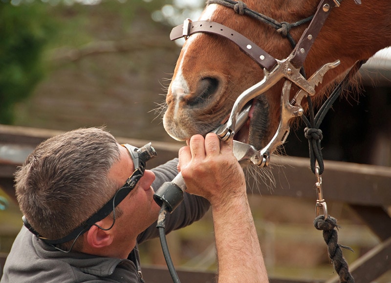 Horse Dental treatment
