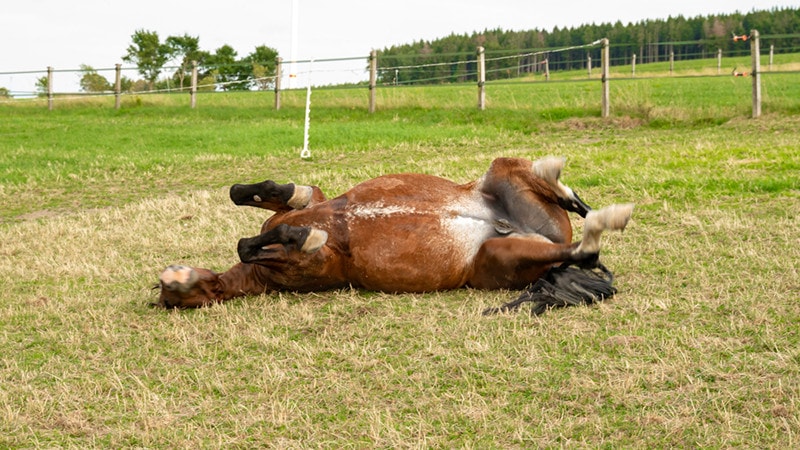 Horse Rolling Sick colic horse
