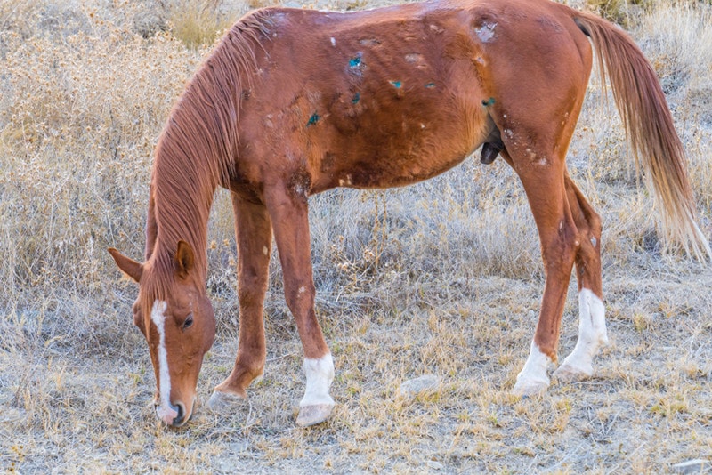 Horse with Dermatophilosis  Sick horse