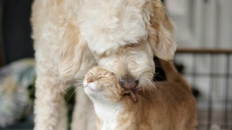 Labradoodle and cat