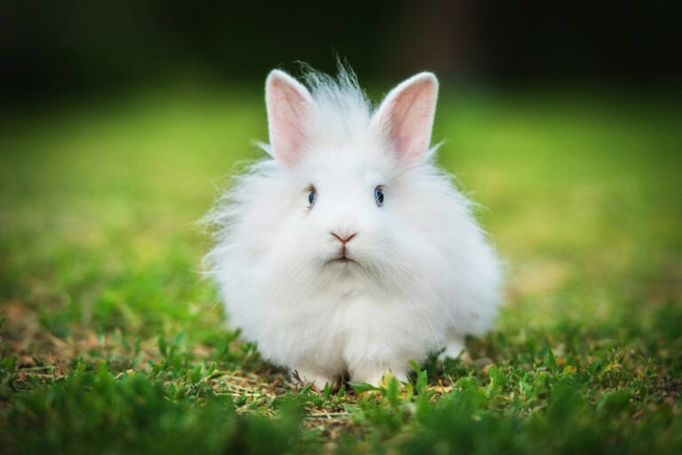 Little White Angora Rabbit Walking Outdoors In Summer 768x513 
