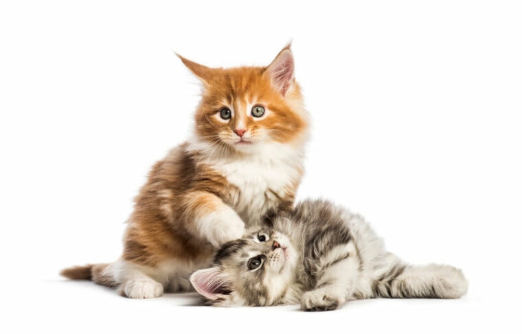 Two Maine Coon Kittens, Dominance & Submission, Shutterstock