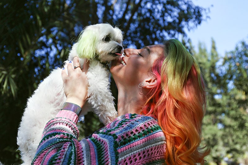 Maltese dog licking a nose of her female owner with colorful hair