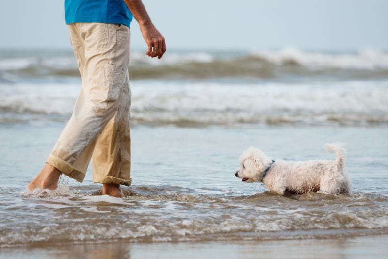 Maltese dog walking in the water with a man