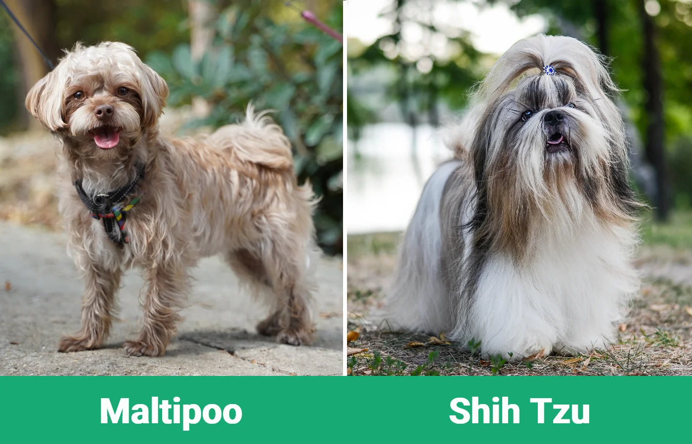 Maltipoo vs Shih Tzu - Visual Differences