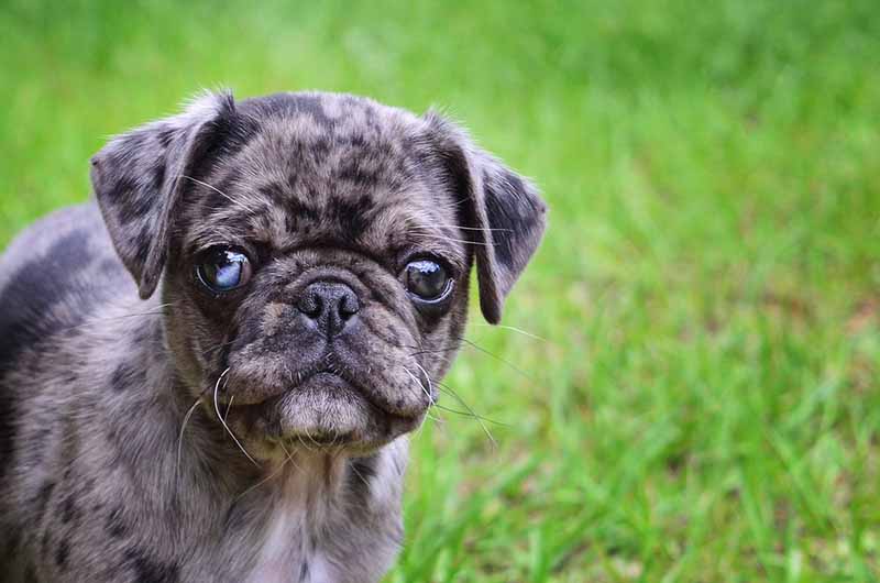 Merle Pug Facts Origin History With Pictures Pet Keen