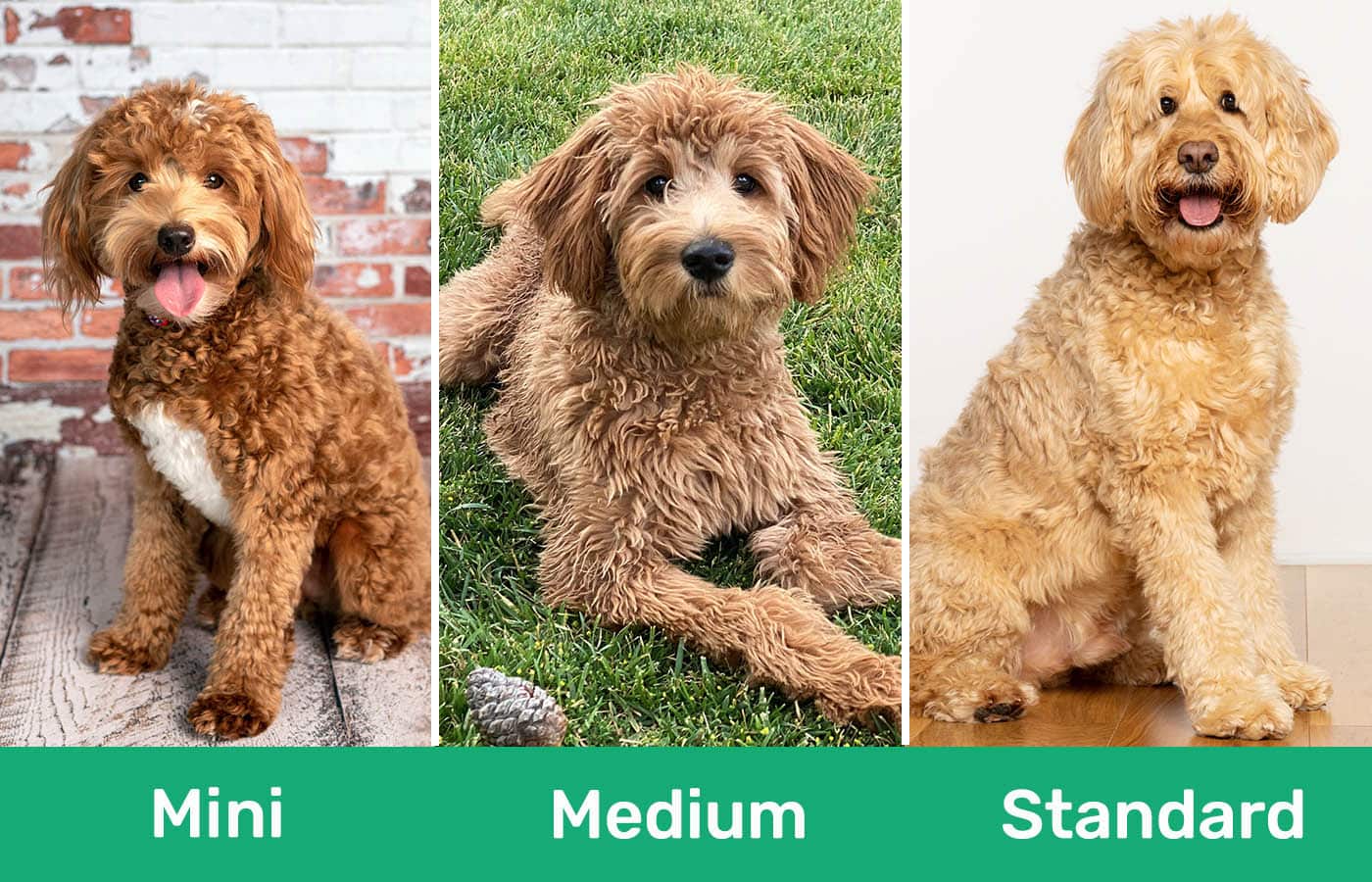 Which Goldendoodle Size Do I Have? Mini vs Medium vs Standard | Pet Keen