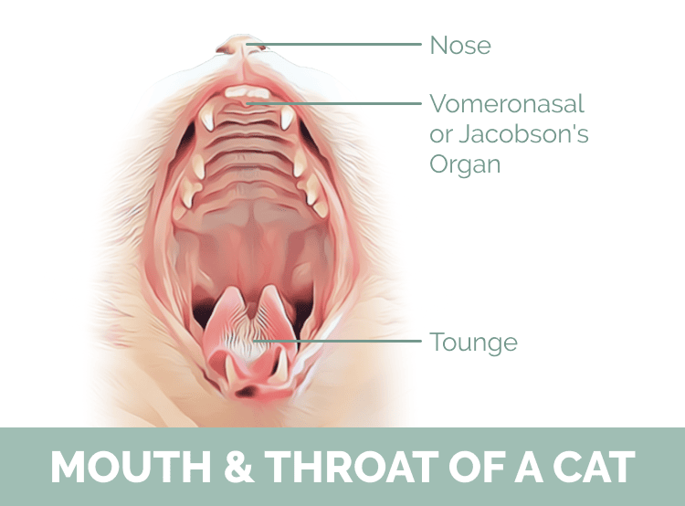 Cat Mouth and throat