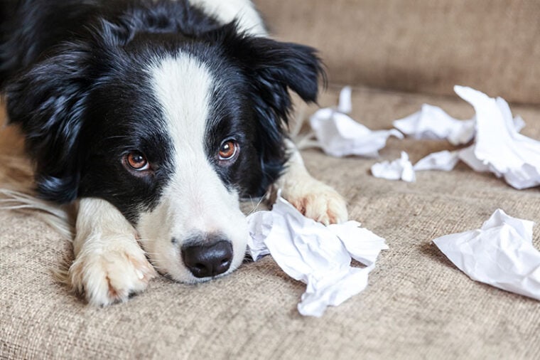 Naughty playful puppy dog border collie after mischief biting toilet paper lying on couch at home