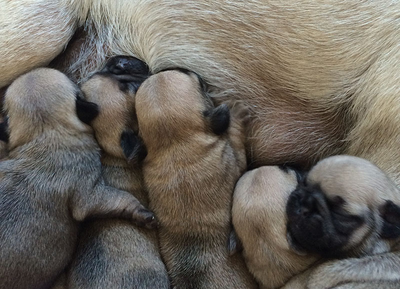 Newborn Pitbull puppies