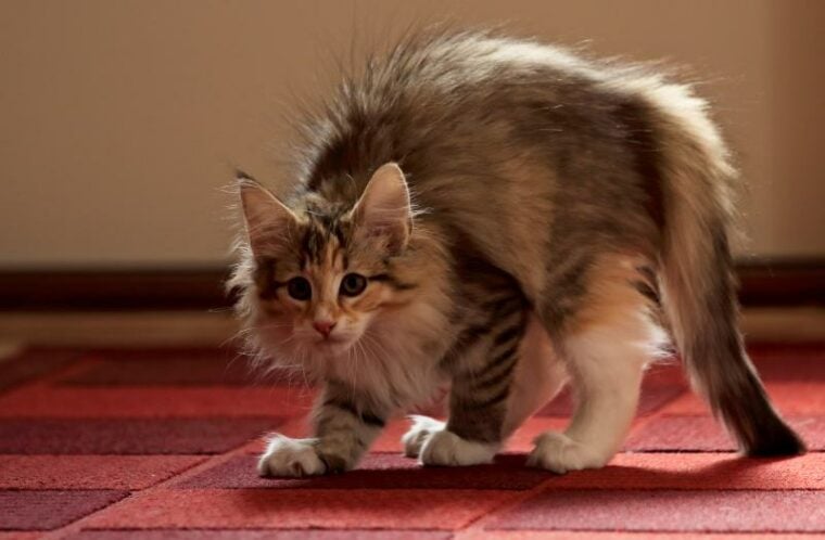Norwegian forest cat is running arched its back