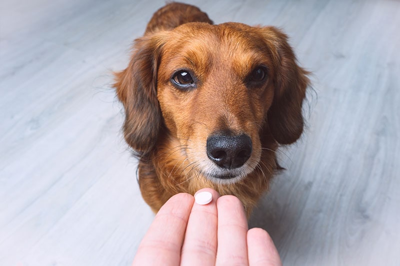 El dueño le da medicina en forma de pastilla a su perro