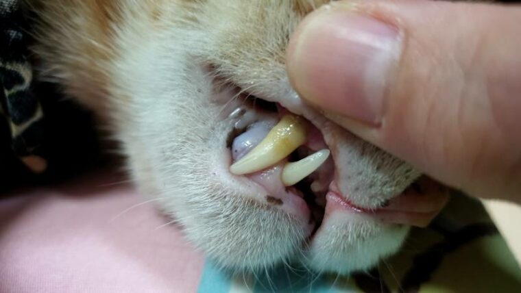 Owner hand opening adult cat's mouth for showing bacterial plaque on sharp teeth surface