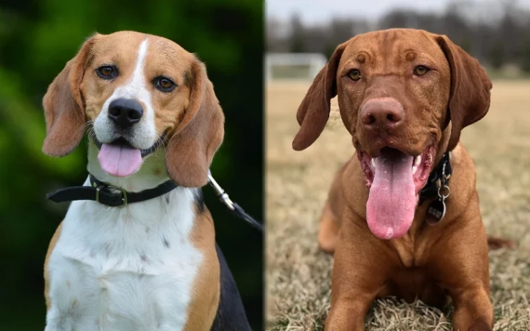 Parent breeds of Beagle Vizsla Mix - Featured Image