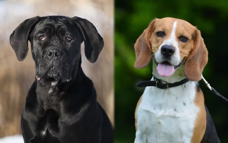 Parent breeds of Cane Corso Beagle Mix - Featured Image