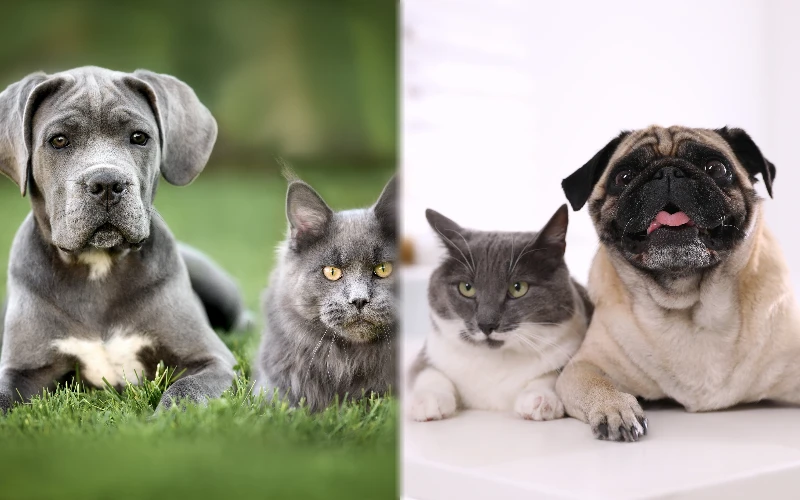 Parent breeds of Cane Corso Pug Mix with other pets