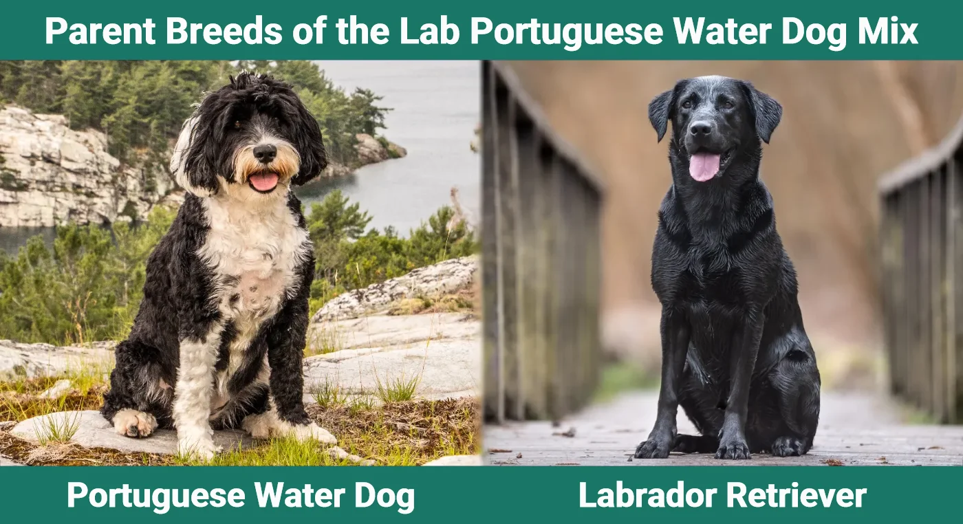 Parent breeds of Lab Portuguese Water Dog Mix