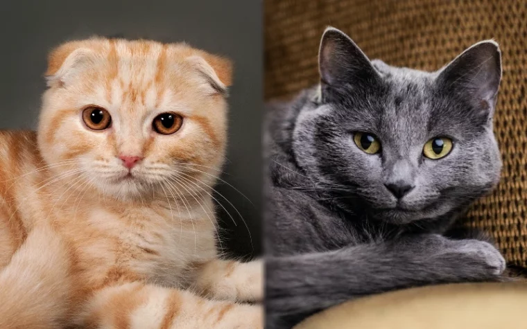 Parent breeds of Scottish Fold Russian Blue Mix - Featured Image
