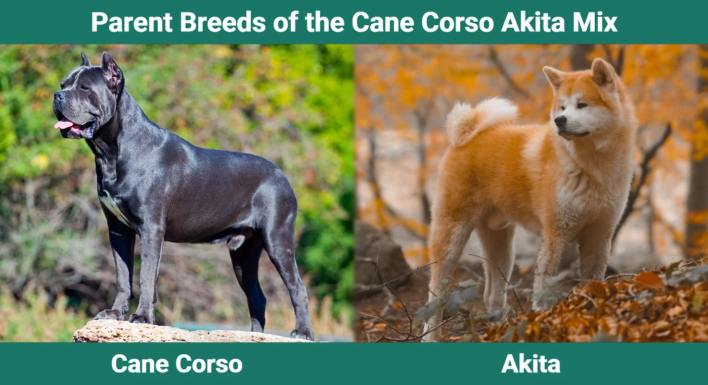 Parent breeds of the Cane Corso Akita Mix