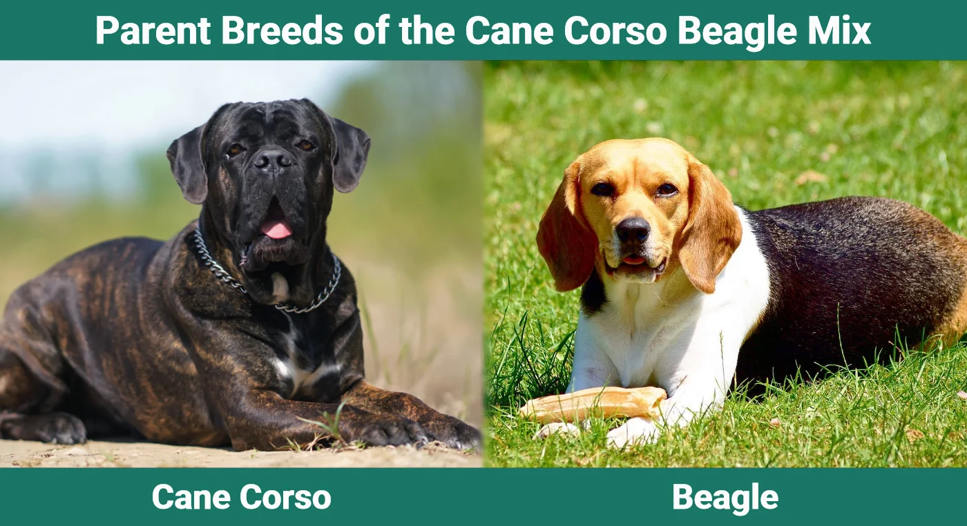 Parent breeds of the Cane Corso Beagle Mix