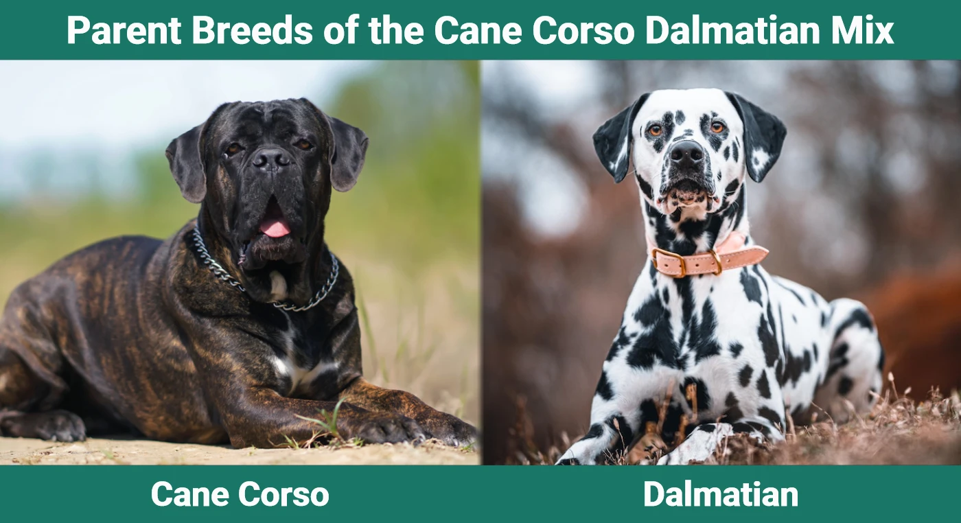 Parent breeds of the Cane Corso Dalmatian Mix