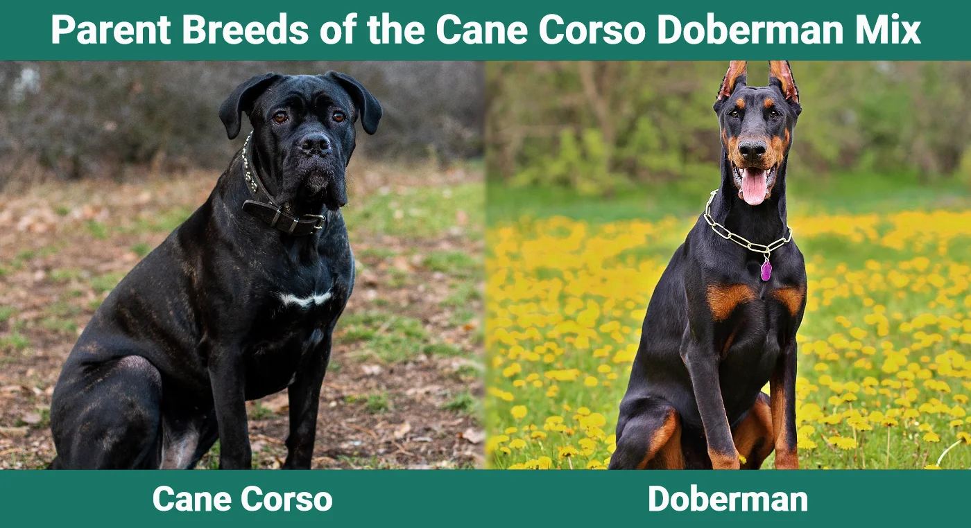 Parent breeds of the Cane Corso Doberman Mix