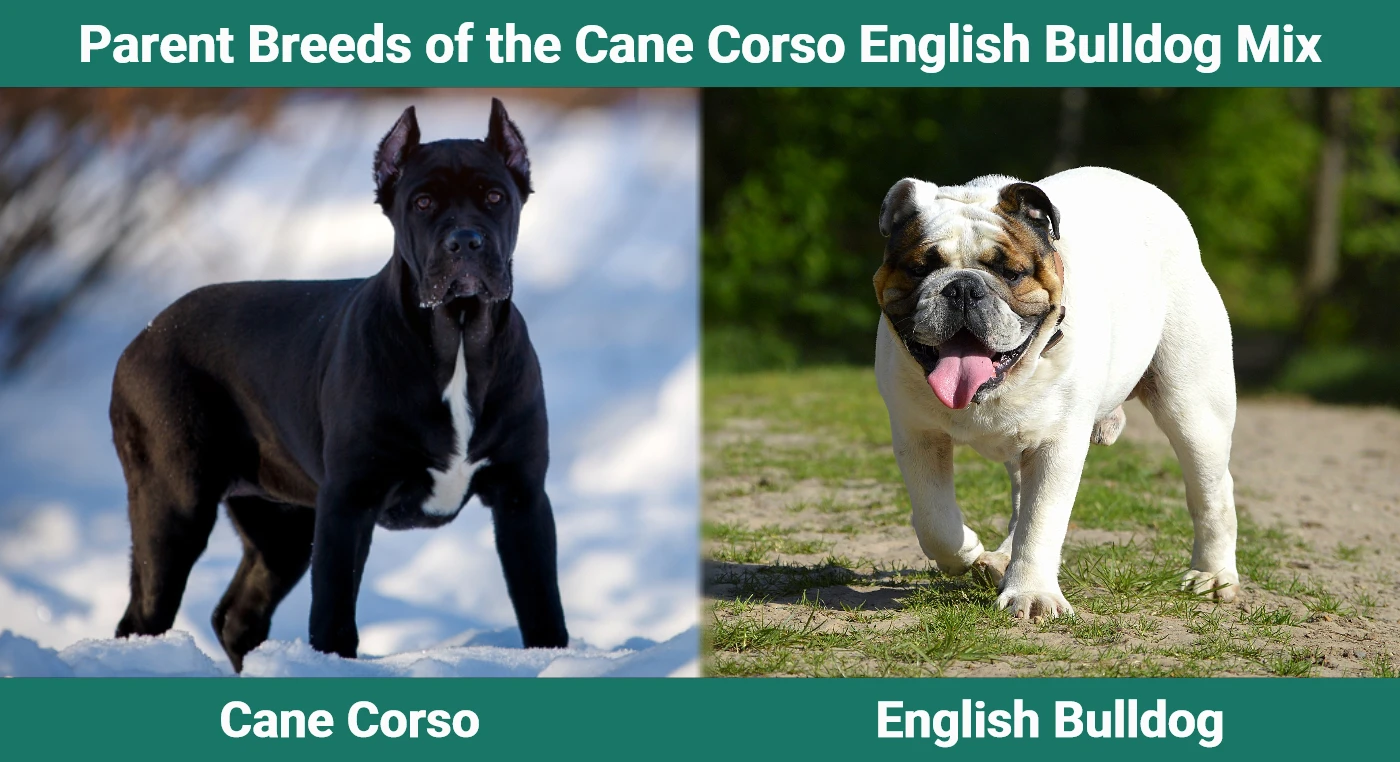 Parent breeds of the Cane Corso English Bulldog Mix