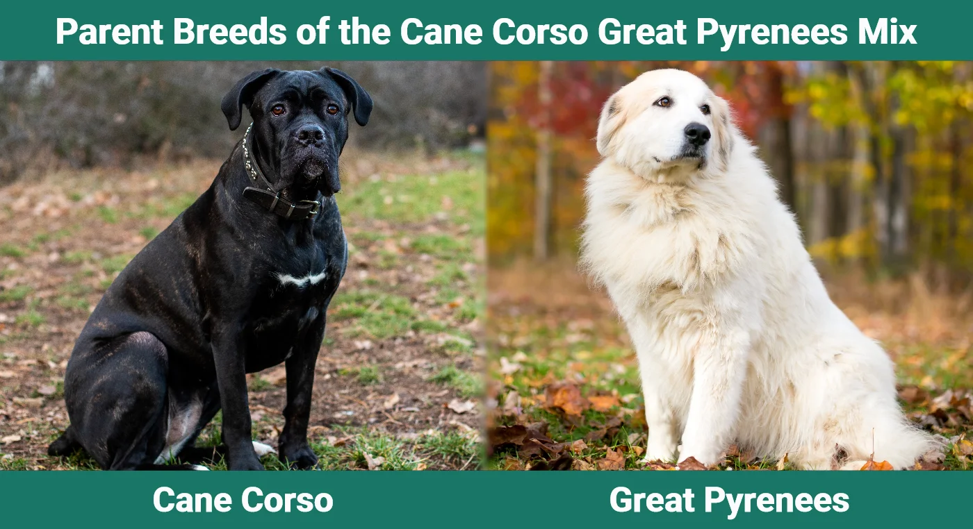 Parent breeds of the Cane Corso Great Pyrenees Mix