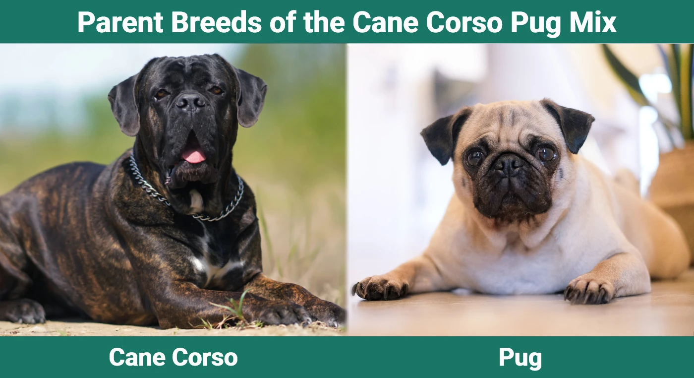 Parent breeds of the Cane Corso Pug Mix