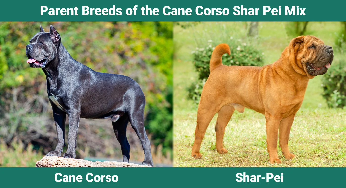 Parent breeds of the Cane Corso Shar Pei Mix