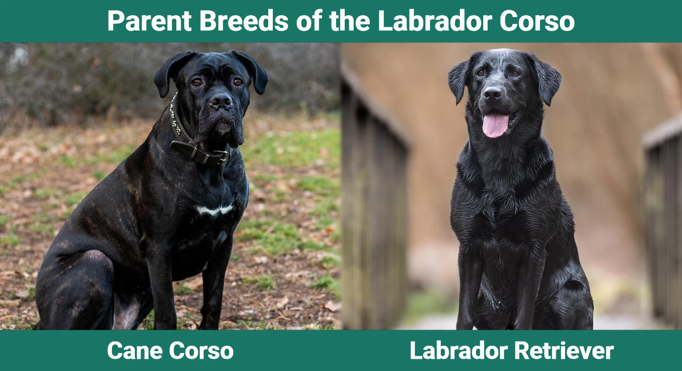 Parent breeds of the Labrador Corso