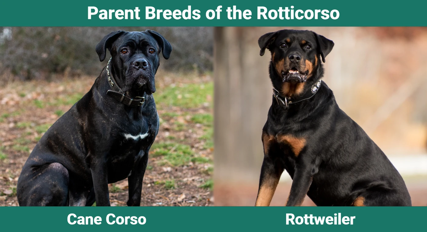 Parent breeds of the Rotticorso