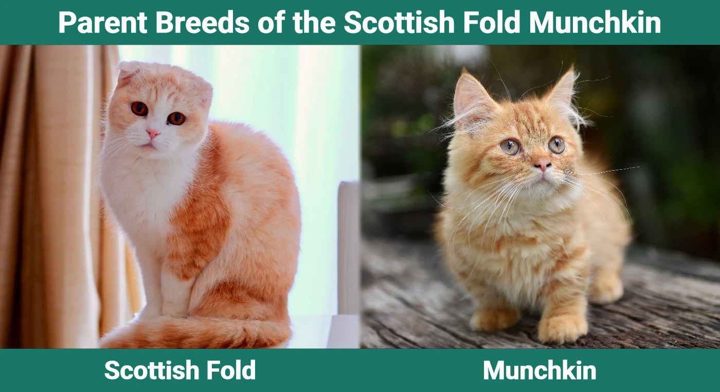scottish fold munchkin cat