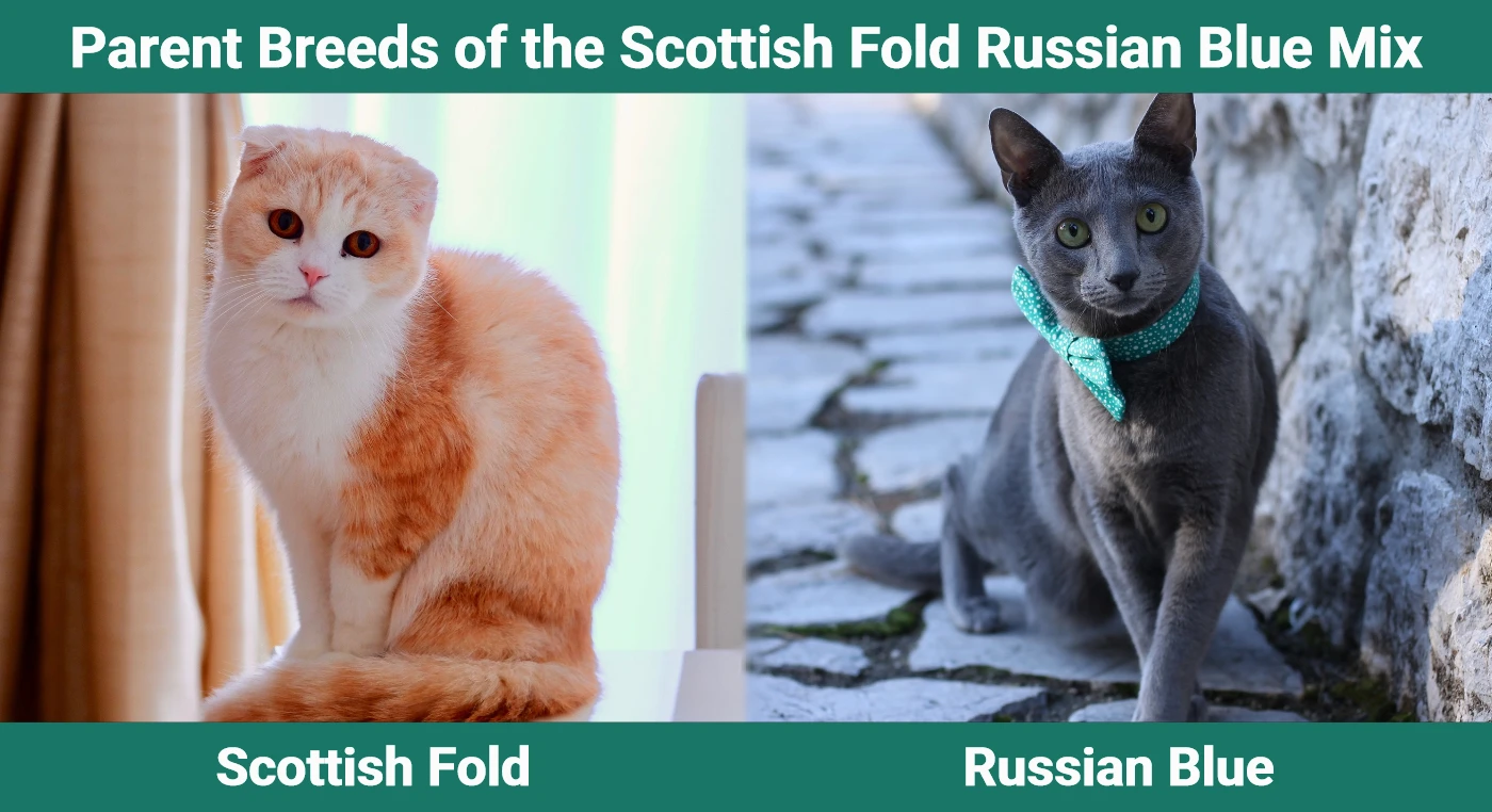 Parent breeds of the Scottish Fold Russian Blue Mix