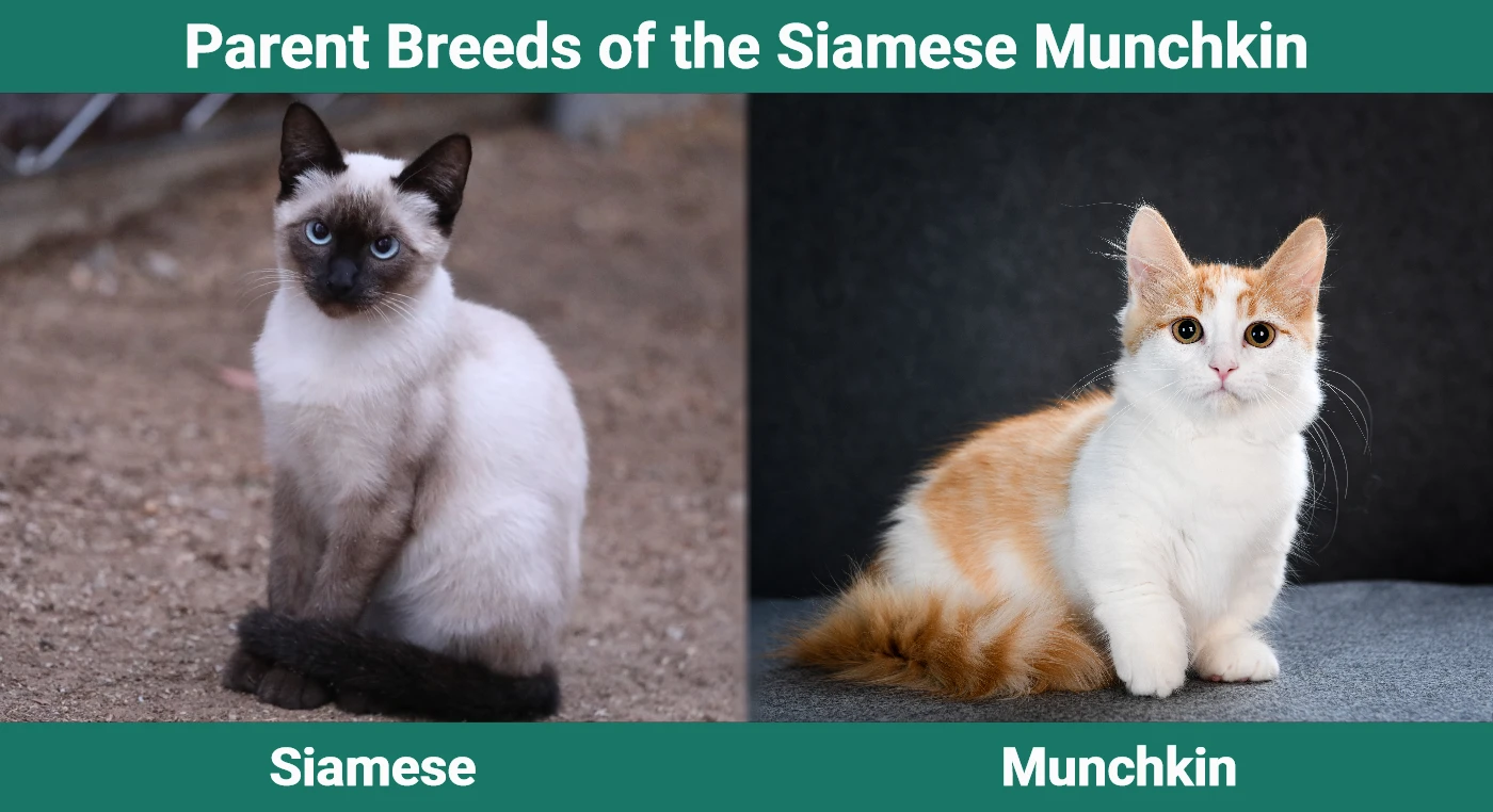 Parent breeds of the Siamese Munchkin