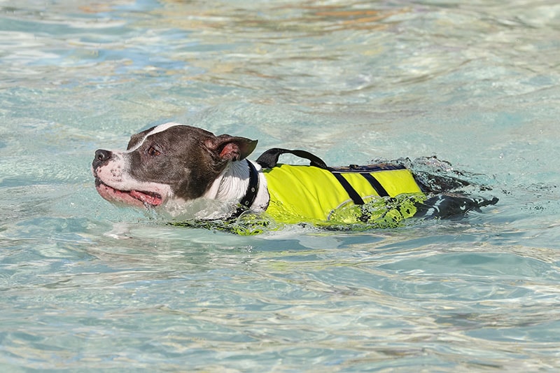 Pitbull swimming in the pool in a life vest