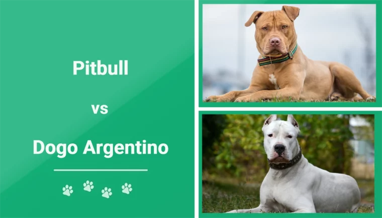 Pitbull vs Dogo Argentino - Featured Image