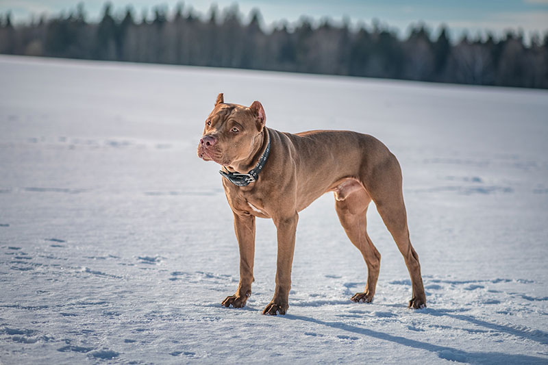 Portrait of a beautiful thoroughbred American Pit Bull Terrier in winter on a snowy field in sunny weather
