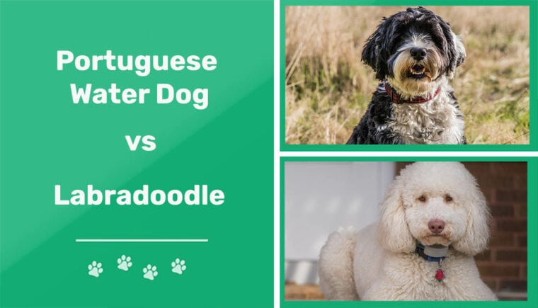 Portuguese Water Dog vs Labradoodle