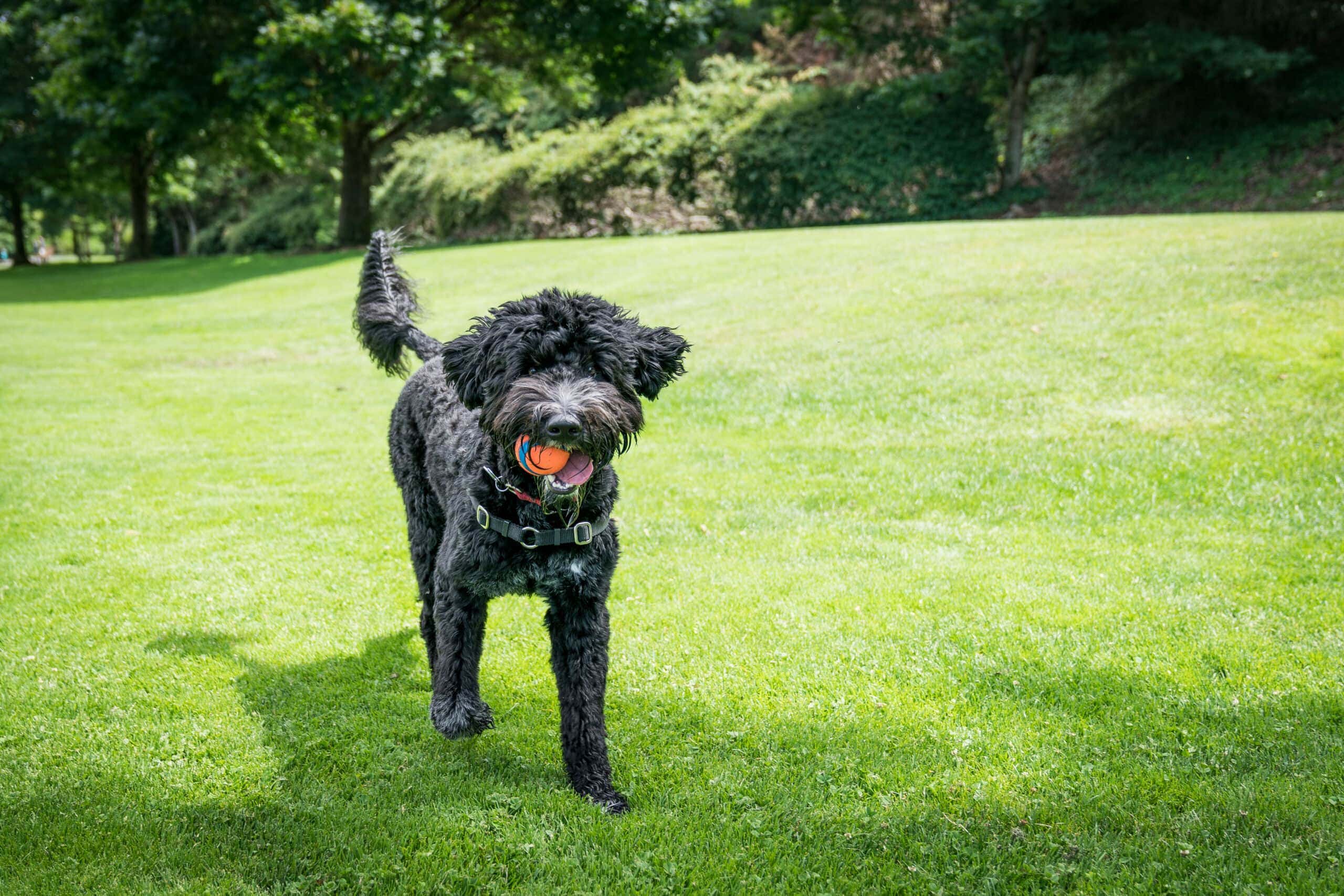 Portuguese Water dog playing ball in park