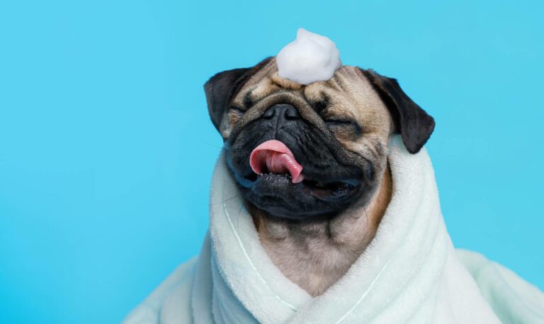 How Often Should You Bathe Your Pug? Vet Approved Grooming Tips & Care