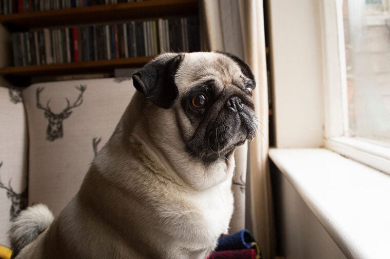 Pug dog looking out window, separation anxiety, lonely