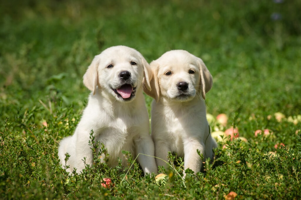 Puppies Of Labrador Retriever dog Sitting On The Lawn