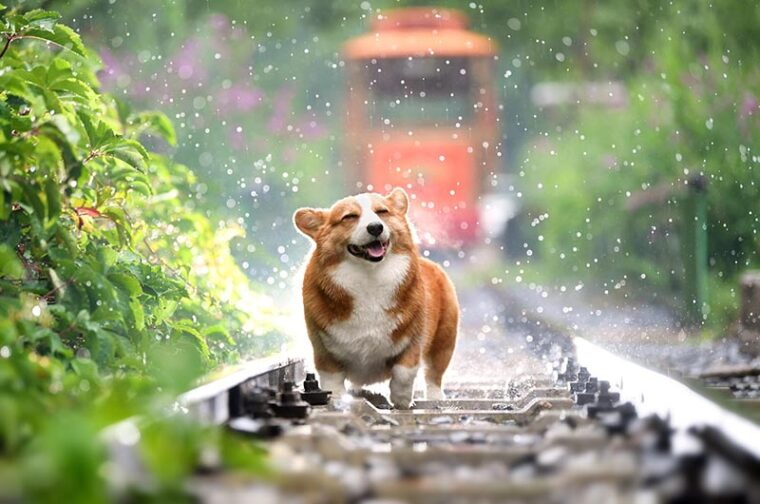 Rain happy puppy corgi cute pet