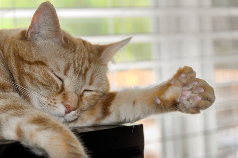 Rare polydactyl orange cat showing large paw with extra toes